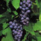 Weinrebe 'Boskoop Glory' - Der topf / 2L / Lieferhöhe 50-60cm