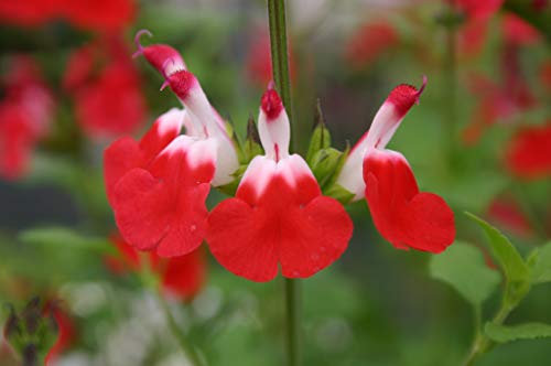 Salvia 'Hot Lips' 1 LTR Pot Size