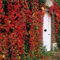 Vite canadese Parthenocissus ampelopsis quinquefolia 1 pianta in vaso 7x7 cm con canna h 60 cm Vivaio di Castelletto