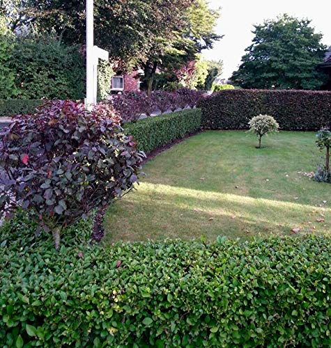 10st. Liguster ovalifolium 100-150cm reine Pflanzhöhe Wurzelware Ligustrum ovalifolium Gartenhecke Ligusterhecke Heckenpflanzen