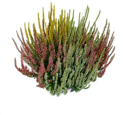 Calluna Planta Arbustiva Natural que Alegra tu Hogar