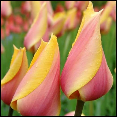 wptung Tulpenzwiebeln,Tulpen Zwiebeln,Tulpenzwiebeln Winterhart MehrjäHrig,Tulpenzwiebeln MehrjäHrig Winterhart, Tulpenzwiebeln MehrjäHrig-3 Zwiebeln-F