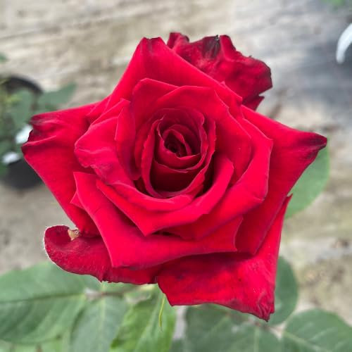 Harkness Roses Pride of England Rose, Established Plant in 4 Litre Pot, Ready to Plant, Deep Red Fragrant Roses, for Garden Pots and Borders