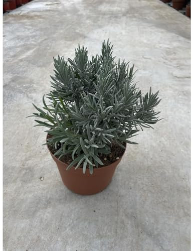 Planta lavanda Angustifolia, maceta 14 cm, altura 20/25 cm