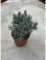 Planta lavanda Angustifolia, maceta 14 cm, altura 20/25 cm