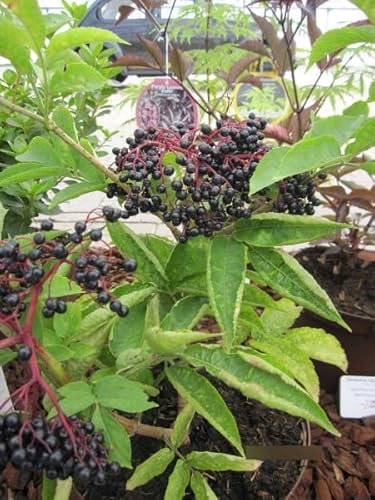Großfrüchtige Holunderbeere Haschberg - Schwarzer Holunder - Sambucus nigra Haschberg