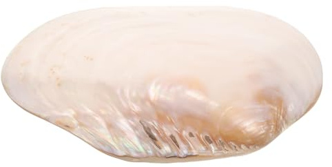 TOBBOMEY Große Natürliche Muschelschale Muscheldekor aus Perlmutt für Aquarium Tischdekoration Tropisches Meeresambiente Wohnaccessoires