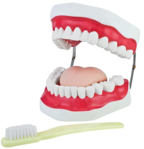 Zahnmodell zum Zähneputzen Demonstration für Kinder Gebiss Modell Zähne Zahnpflegemodell Putzen Kiefer mit Zahnbürste und Zunge Zahnputz Zaehneputzen MedMod