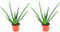 2er-Set Echte Aloe - pflegeleichte Zimmerpflanze, Aloe vera - Höhe ca. 40 cm, Topf-Ø 12 cm