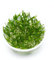 Cryptocoryne parva - Kleiner Wasserkelch in vitro XL - 8,5cm Bechergröße - Vordergrund Wasserpflanzen für Aquarien