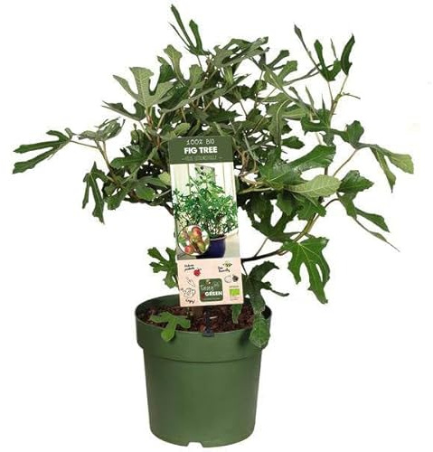 Ficus carica Little Miss Figgy Bio – Feigenbaum – Ø23cm – Höhe ca. 50cm – Kompakte Feige für Garten, Terrasse & Balkon