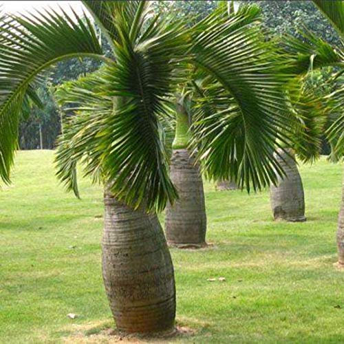SANWOOD Semi vegetali per la casa piantagione da giardino, 100pcs forma bottiglia semi di albero di palma Bonsai giardino tropicale pianta ornamentale - Semi di Palma