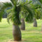 SANWOOD Semi vegetali per la casa piantagione da giardino, 100pcs forma bottiglia semi di albero di palma Bonsai giardino tropicale pianta ornamentale - Semi di Palma