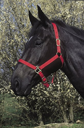 Riding World Halfter Nylon, Warmblut, rot