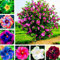 Benoon Hibiskus-Samen, 300 Stück/Beutel Hibiskus-Samen Wunderschöne Riesenform Mischfarbe Rustikale Blumensamen Für Balkon Hibiskussamen #