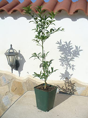 1x Citrus Kumquat ein junger Baum, Miniorangenbaum, Kumquatbaum, Kumquat Pflanze