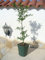 1x Citrus Kumquat ein junger Baum, Miniorangenbaum, Kumquatbaum, Kumquat Pflanze