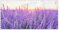 MuchoWow® Balkon Sichtschutz Sichtschutzmatte Balkonbanner Abdeckung für Terrasse Balkon Windschutz Blickdicht Wetterfest 200x90 cm Lavendel - Nahaufnahme - Lila - Blumen