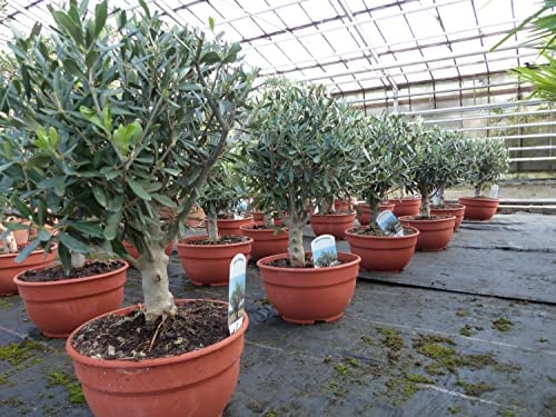 gruenwaren jakubik Olivenbaum Bonsai Formgehölz, Olive winterhart, Olea europaea