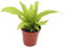 Exotenherz - Mini-Pflanze - Asplenium antiquum - Nestfarn - Ideal für kleine Schalen und Gläser - Baby-Plant im 5,5cm Topf