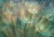 decomonkey Fototapete Pusteblume Abstrakt 350x256 cm Design Tapete XXL Fototapeten Vlies Tapeten Vliestapete Wandtapete moderne Wand Schlafzimmer Wohnzimmer Blumen Natur Stein Optik Beton Türkis