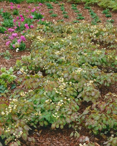 Epimedium x warleyense 9x9 cm Topf – Winterhart, Mehrjährig, Pflegeleicht – Elfenblume – Bodendecker für Schattenbeet & Unterpflanzung