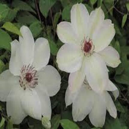 Clematis Flower Seeds 100pcs White