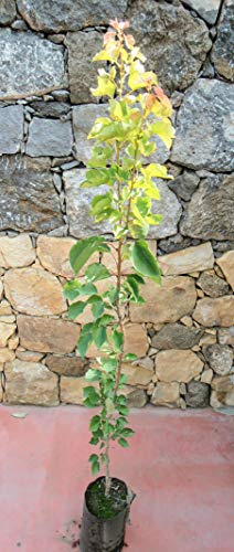 Pianta di pere Albero pero William - Imballaggio speciale protettivo