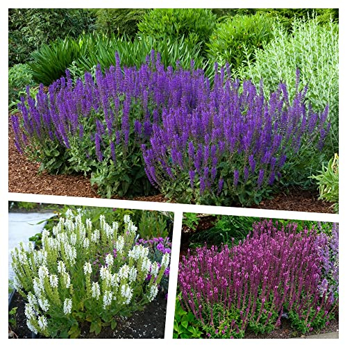 Stauden Gänge 3 x Salvia Kollektion im 1 Liter Topf (Staude/Stauden/Winterhart/Mehrjährig/) Steppensalbei im Mix - Die perfekte Mischung für blühende Vielfalt - Dauerblüher