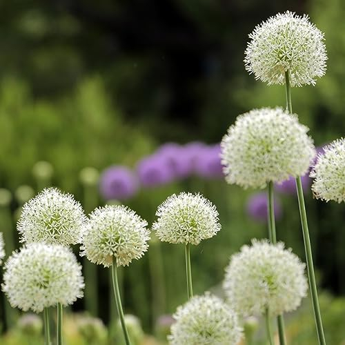 5 pcs zwiebeln allium pflanze winterhart - zimmergewächshaus anzucht flowers bienen wiese zierlauch,riesenlauch, bienenfreund seltene pflanzen nachhaltigkeit geschenke luftreinigende