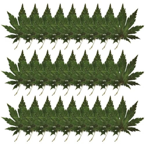 Muteitt 30 Pcs Sushi Maple Leaves Japanese Sushi Dessert Plates Sashimi Serving Tray Sushi Leaf Plate Decorations Sashimi Tray Decor