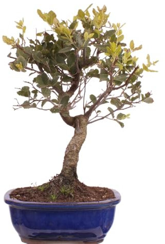 Bonsai - Quercus suber, Korkeiche 225/60
