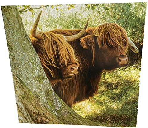 Maturi Geburtstagskarte, quadratisch, blanko, zwei Hochlandkühe