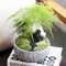 Saterkali Spargel-Farn-Samen, 10 Stück Spargel-Farn-Samen, mehrjährige Kräuter, Bonsai-Pflanze, Hausgarten-Dekoration Spargel Setaceus Samen