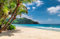 VLIES Fototapete-TROPISCHER STRAND-(PF4696)-Dünen Sand Meer See Gras Karibik Palmen Insel Südsee Urlaub Wandbild Wandtattoo Poster Dekoration