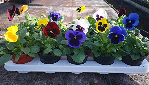 Portal Cool Viole del Pensiero - Misti - 15 Giardino Pronto Piante