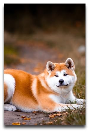 Schönes Akita-Hunde-Poster, personalisierbar, für Wohnzimmer, Schlafzimmer, 30,5 x 40,6 cm