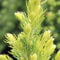 GardenersDream Picea Glauca Rainbow's End Plant - Beautiful Evergreen Outdoor Plant - Ornamental Conifer Plants for Gardens, Patios and Borders - All Year Round Outdoor Plants (20-30cm Incl 9cm Pot)