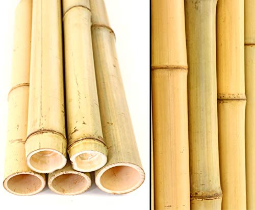 10er Set Bambusrohr 300cm gelb mit 4,5-6cm Durchmesser - Gebleichte Bambusstangen 3m lang (BAYS3005)
