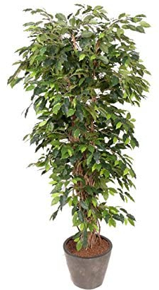 Künstlicher Ficus Benjamini 150cm hoch im Topf mit feinen gewundenen Lianen am Echtholz Naturstamm