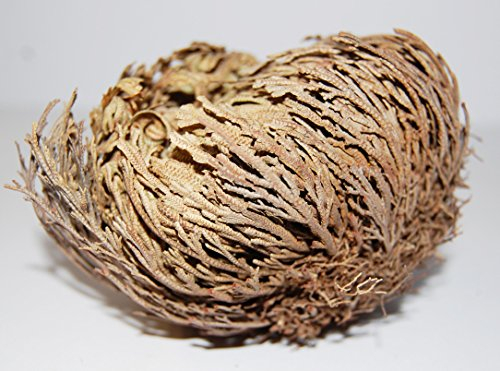 Rose von Jericho (3 Stück) - Selaginella lepidophylla - mit Anleitung - für Glück und Heilung - von AMAHOFF