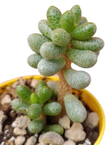 Generico pianta grassa sedum hernandezii succulenta da esterno