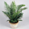 Blechnum Silver Lady Felce Nana | Perfetta per la Casa o l'Ufficio (25-35 cm Vaso Incl.)