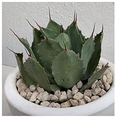 Stk - 10x Agave potatorum Verschaffeltii Agaven Garten Pflanzen - Samen ID722 - Seeds & Plants Shop by Ipsa