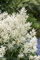 Aruncus dioicus ca. 11x11 cm Topf - Wald-Geißbart, cremeweiße Blüten, Blütezeit Juni-Juli, ideal für schattige Standorte, pflegeleicht und robust