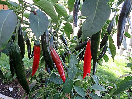 Shoppy Star: Prik Chi Faa, Chili-Schote, Erbstück Pfeffer aus Thailand, Verwenden Sie frisch oder getrocknet. (100 Samen)