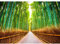 Runa Art Fototapete Wald Bambus 352 x 250 cm Vlies Tapeten XXL Moderne Wandtapete Wohnzimmer Schlafzimmer Grün 9009011c