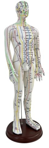 Milageto Modelo de acupuntura Altura 54cm Modelo de cuerpo humano PVC con base Accesorios ligeros para profesionales Ayuda didáctica, Masculino