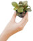 PLNTS - Baby Fittonia Verschaffeltii Forest Flame (Silbernetzblätter) - Zimmerpflanze - Zimmerpflanzen, Pflanzen Echt, Nachhaltige Verpackung - 6cm Topf - Höhe 10cm - Direkt von der Gärtnerei