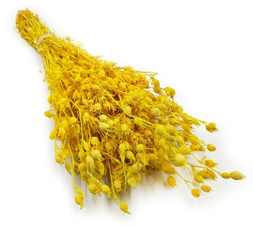 Enchanted Trockenblumen Dekogras Silene Aufgeblasenes Leimkraut Getrocknetes Gras Ziergras Natürlich Deko Gelb